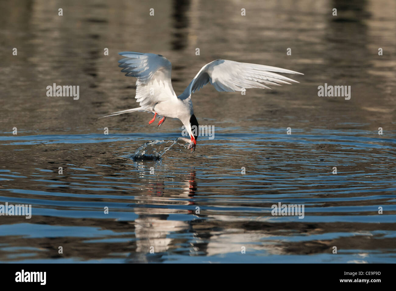 The common tern fishes, swimming in water. Stock Photo
