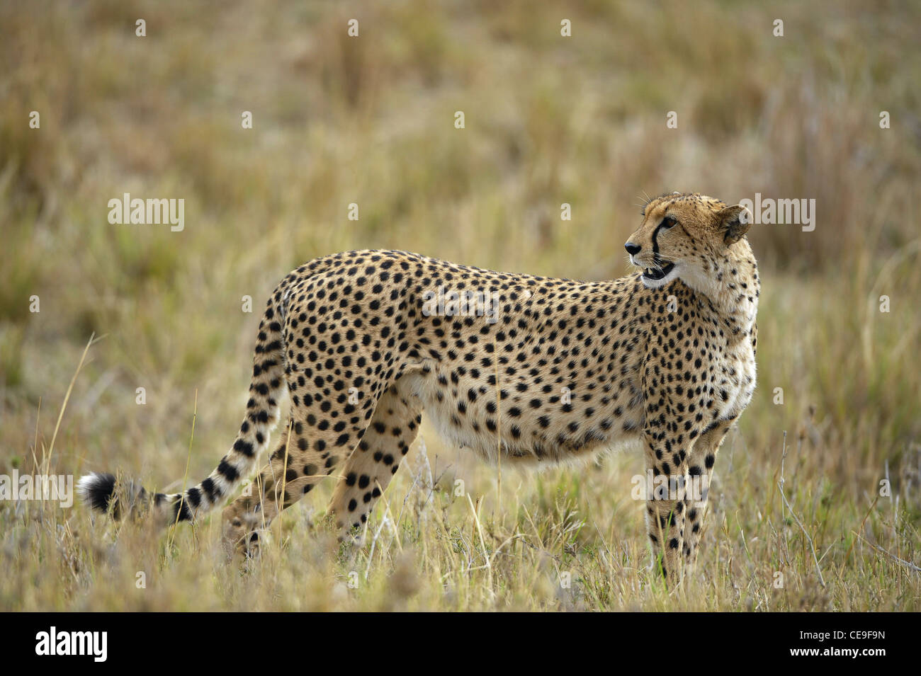 The cheetah (Acinonyx jubatus) stay against a yellow grass Stock Photo
