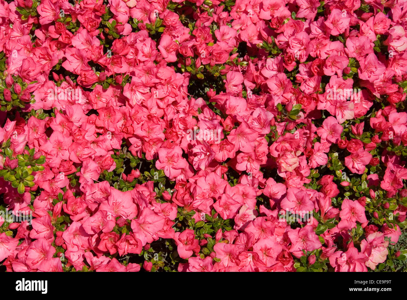 A colourful Karume Azalea bush in full Spring flower Stock Photo