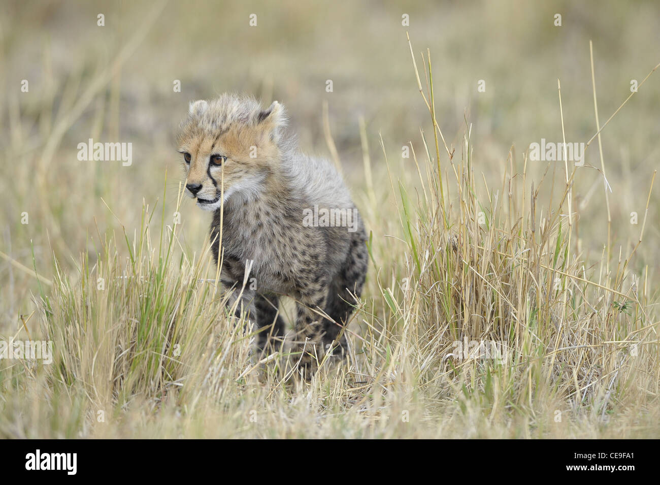 The cub cheetah ( Acinonyx jubatus ) in yellow grass Stock Photo