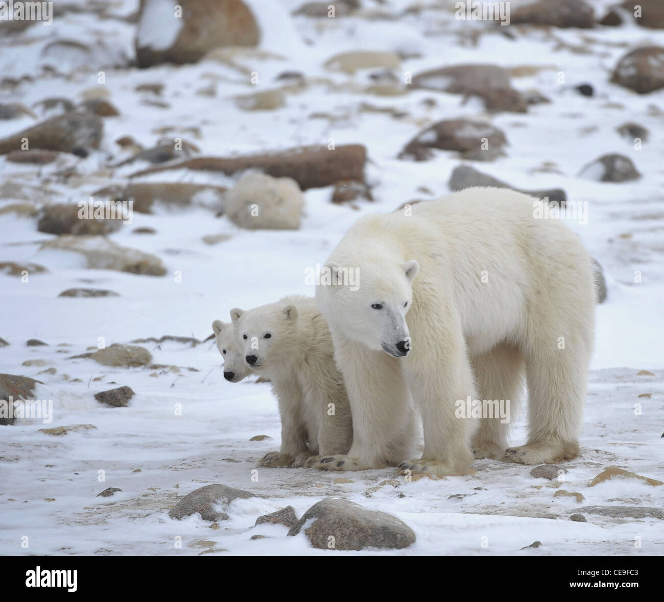 Polar she-bear with cubs. The polar she-bear with two kids on snow-covered coast. Stock Photo