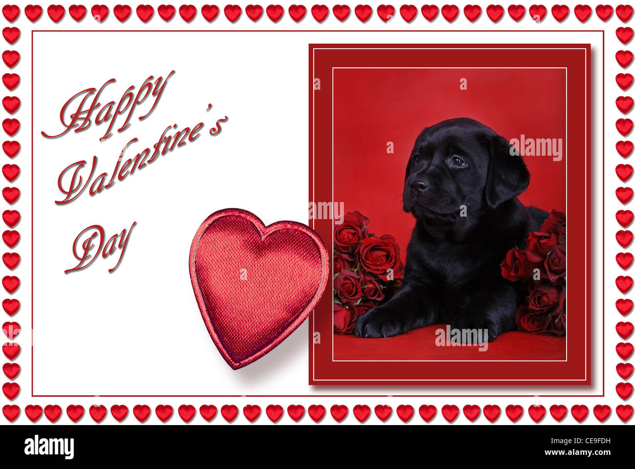 Valentine card with labrador retriever Stock Photo