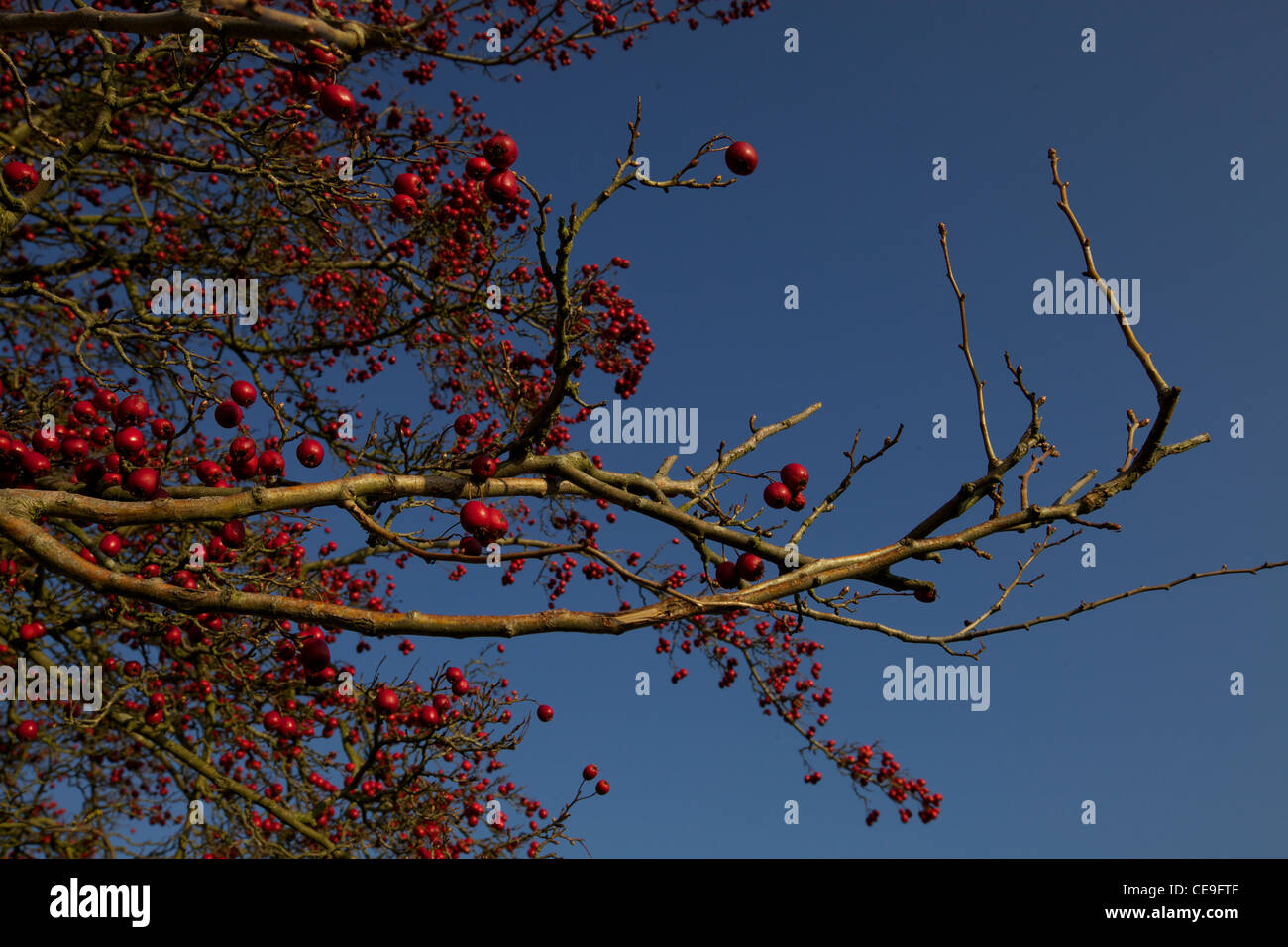 Winter berries sky hi-res stock photography and images - Alamy