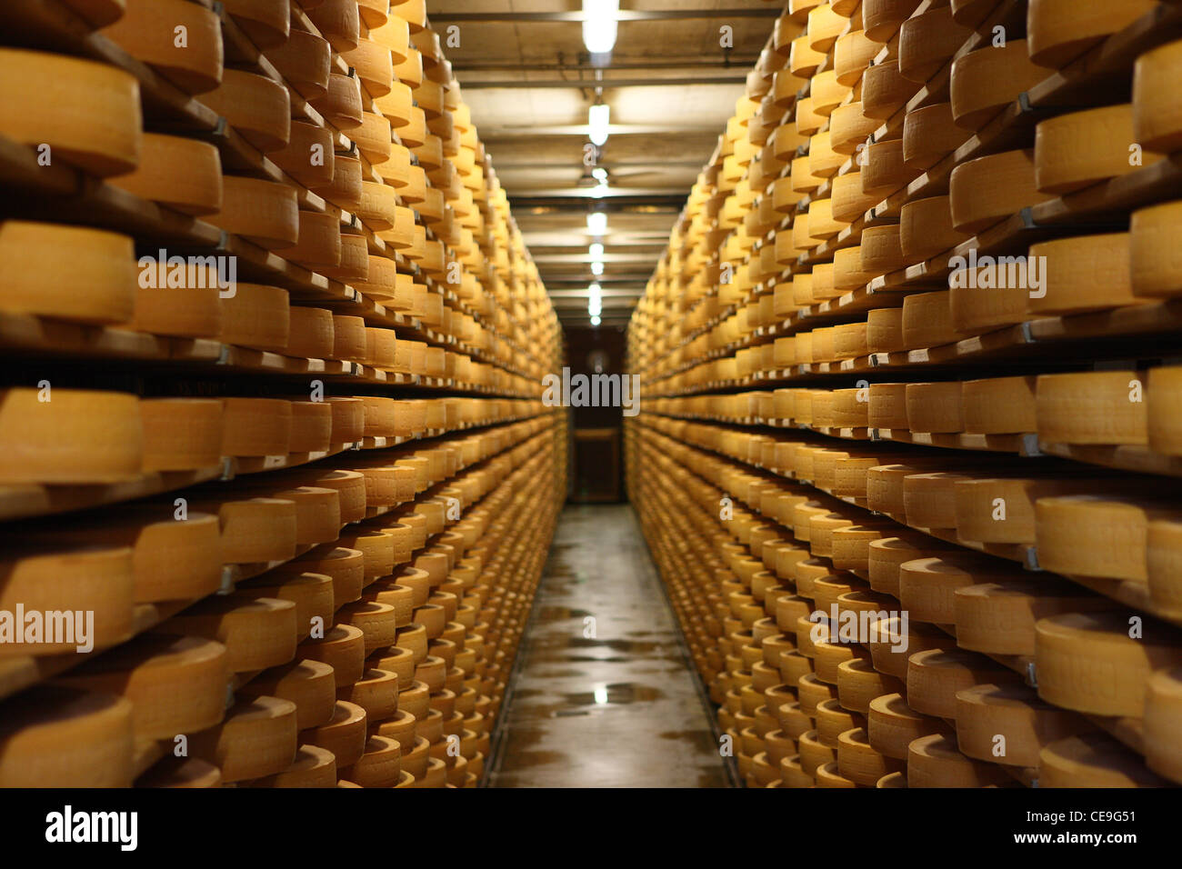 Cheese factory in Gruyères, Switzerland. Cheese ripening on the shelves