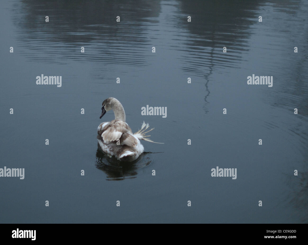 Swan with broken wing Stock Photo