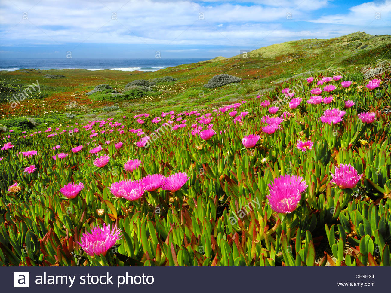 Invasive Species Plant Stock Photos & Invasive Species Plant Stock ...