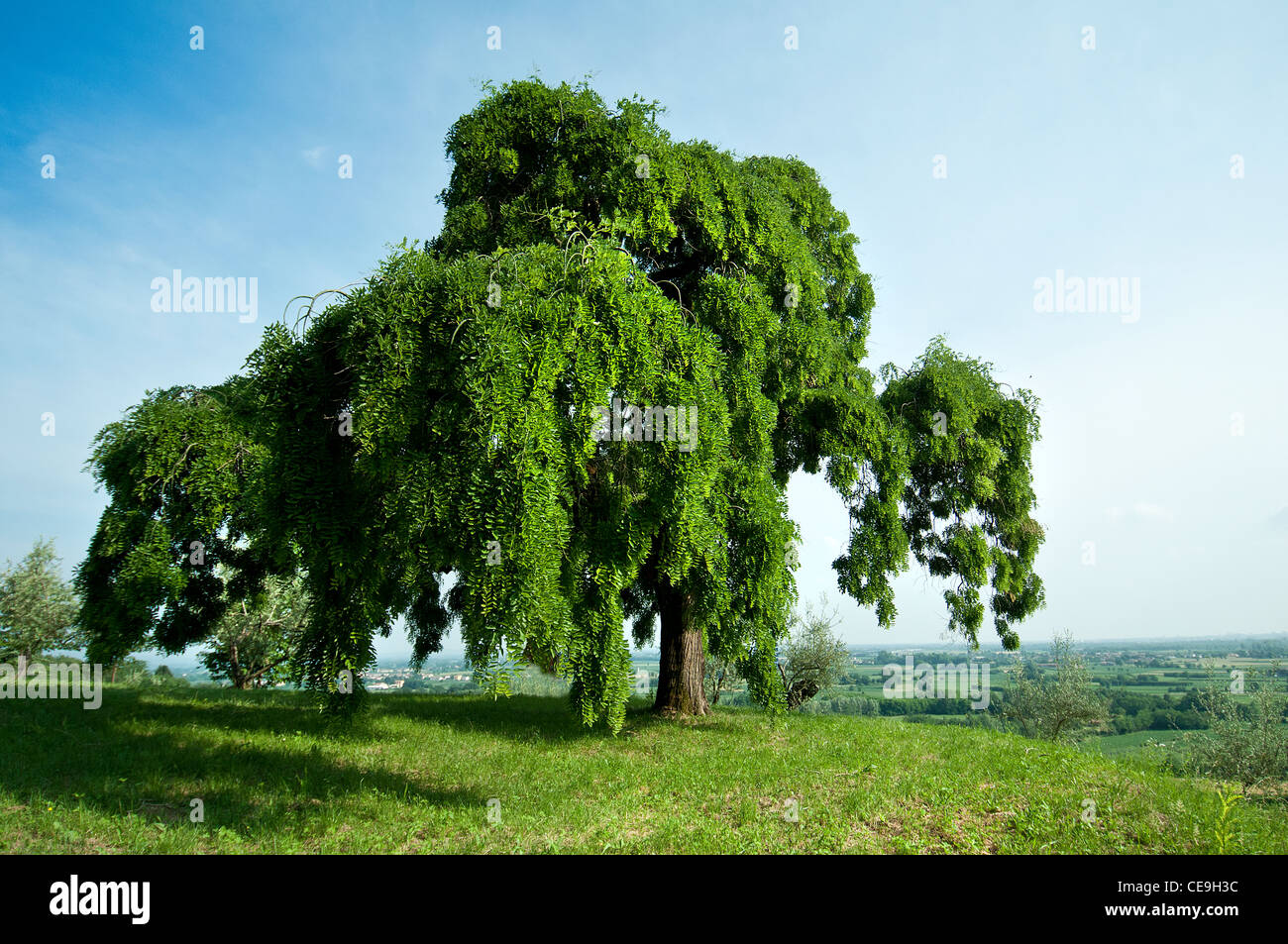 sophora tree Stock Photo