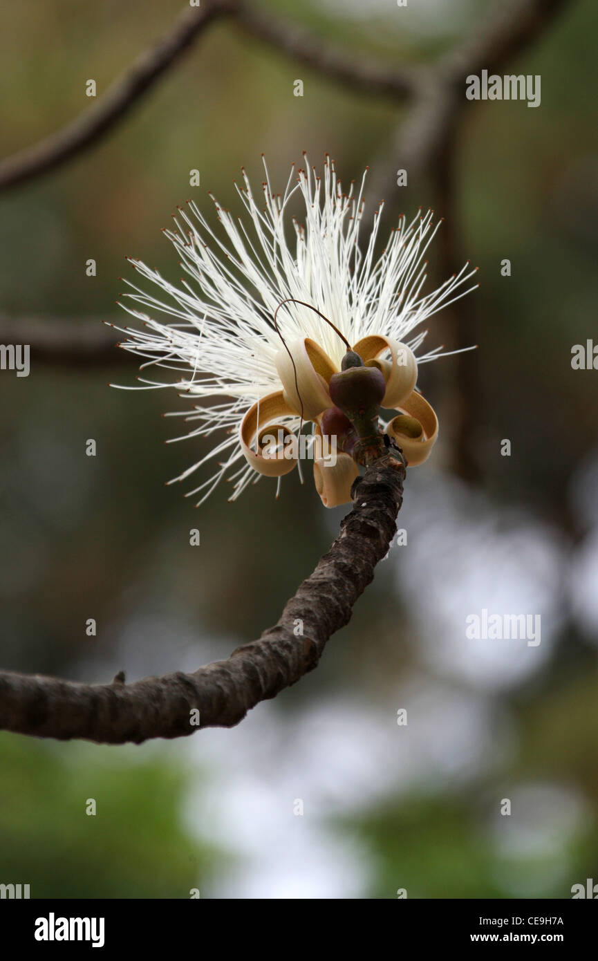 Shaving Brush Tree Flower, Bombax ellipticum (B. elliptica), Bombacaceae, Malvaceae. Madagascar. Stock Photo