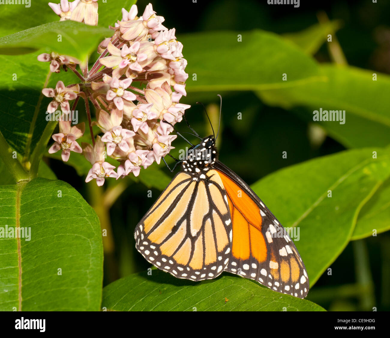 Danaus plexippus, the Monarch butterfly, feeding on the nectar of some ...