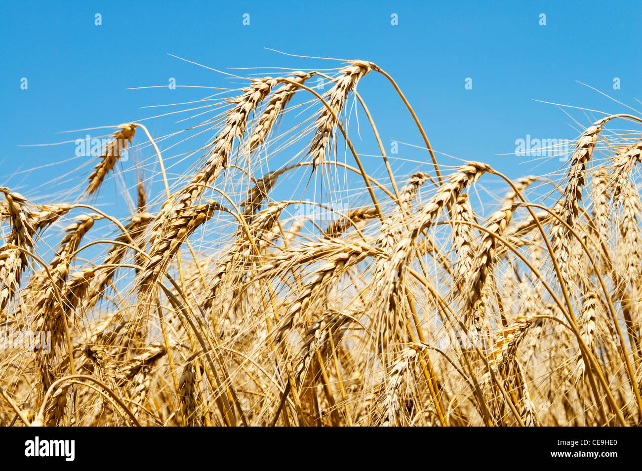 golden wheat on blue sky background Stock Photo - Alamy