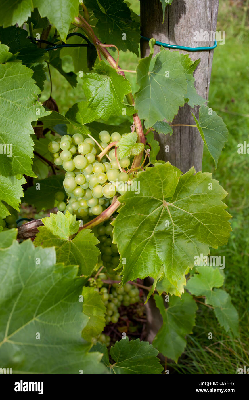 Bodenham grapes at Broadfiled Court Herefordshire  in close up  - vertical crop Stock Photo
