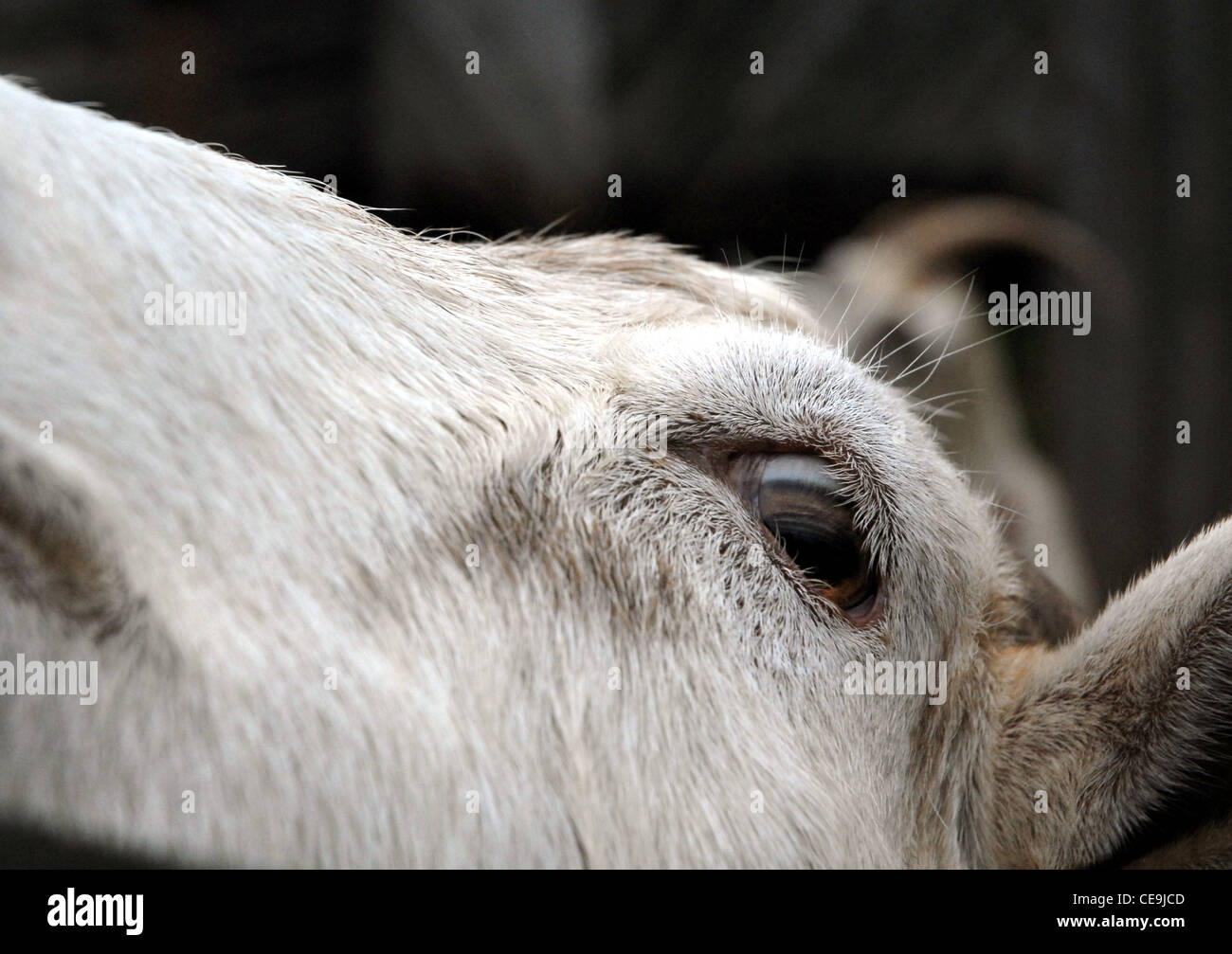 Goat head hi-res stock photography and images - Alamy
