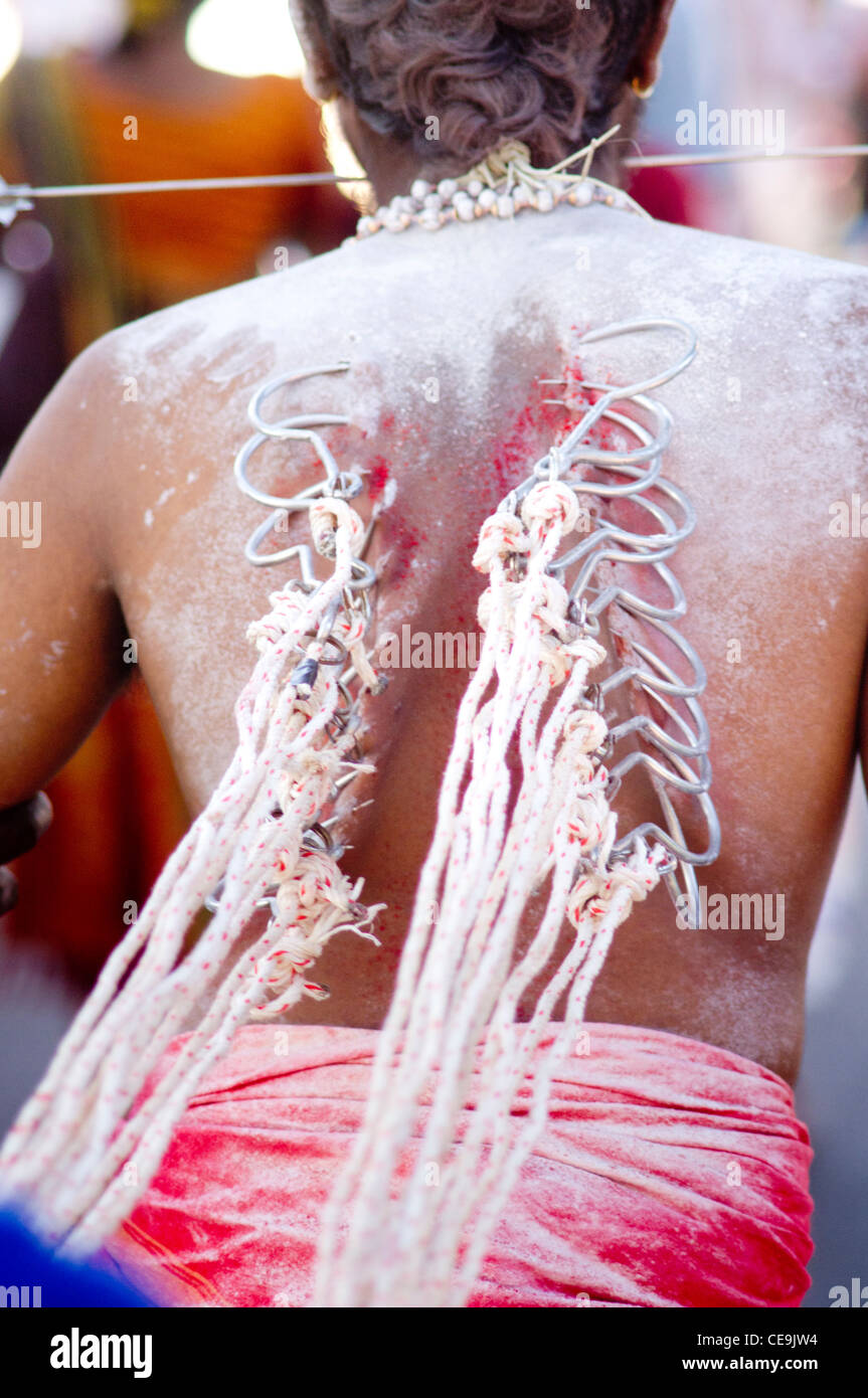 Thaipusam festival, hooks were pierced and attached on body of devotee. Penang, Malaysia 2010. Stock Photo