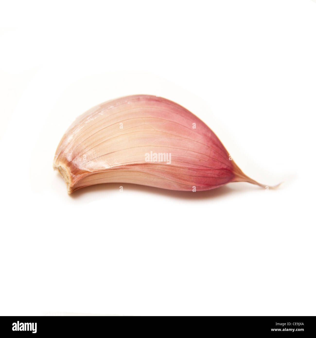 French pink or rose garlic clove isolated on a white studio background. Stock Photo