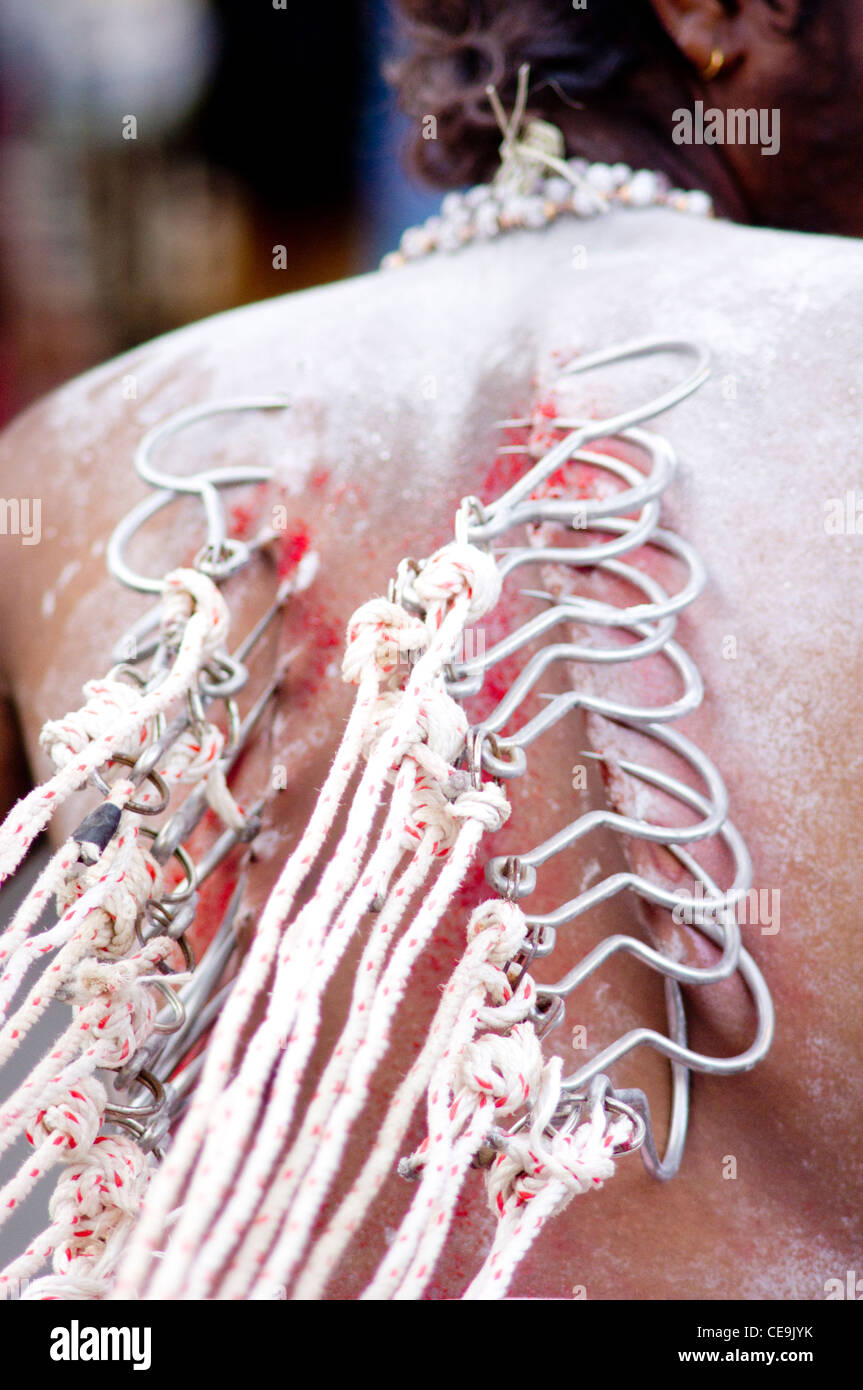 Thaipusam festival, hooks were pierced and attached on body of devotee. Penang, Malaysia 2010. Stock Photo