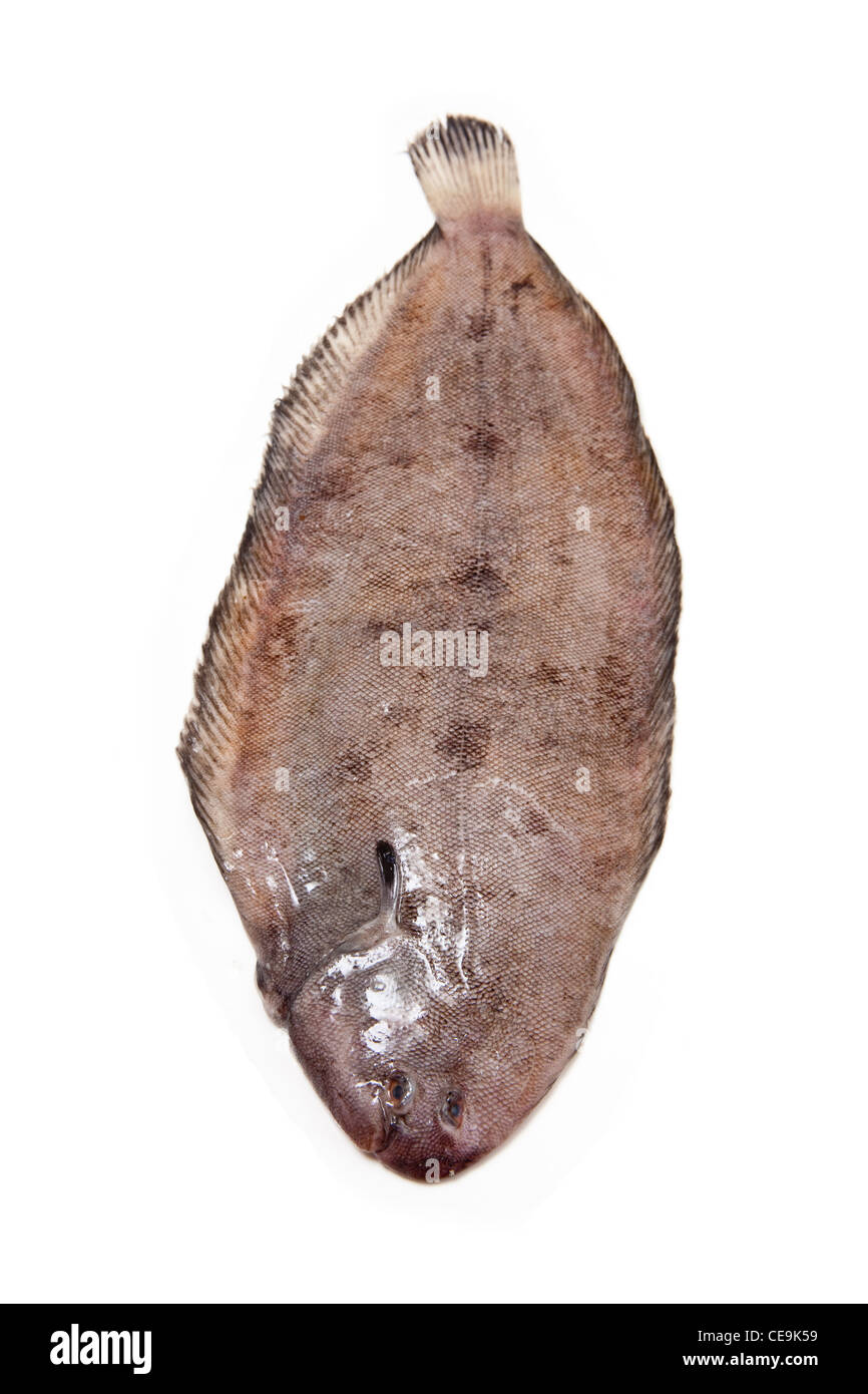 Dover sole (Solea solea) fish whole on a white studio background. Stock Photo