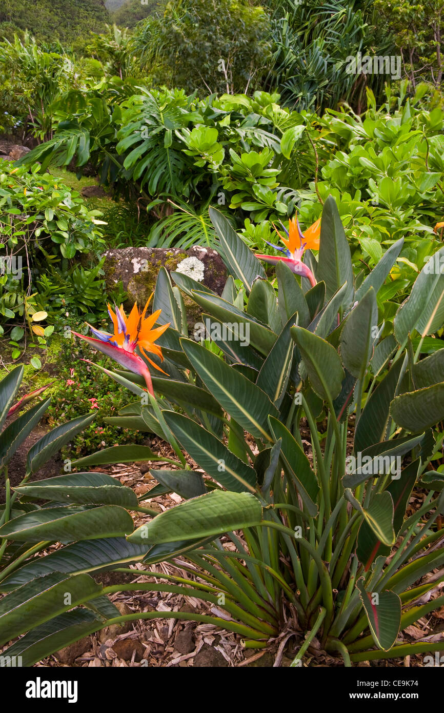 Bird of Paradise in the foreground of this tropical Limahuli Garden on the island of Kauai, Hawaii. USA Stock Photo
