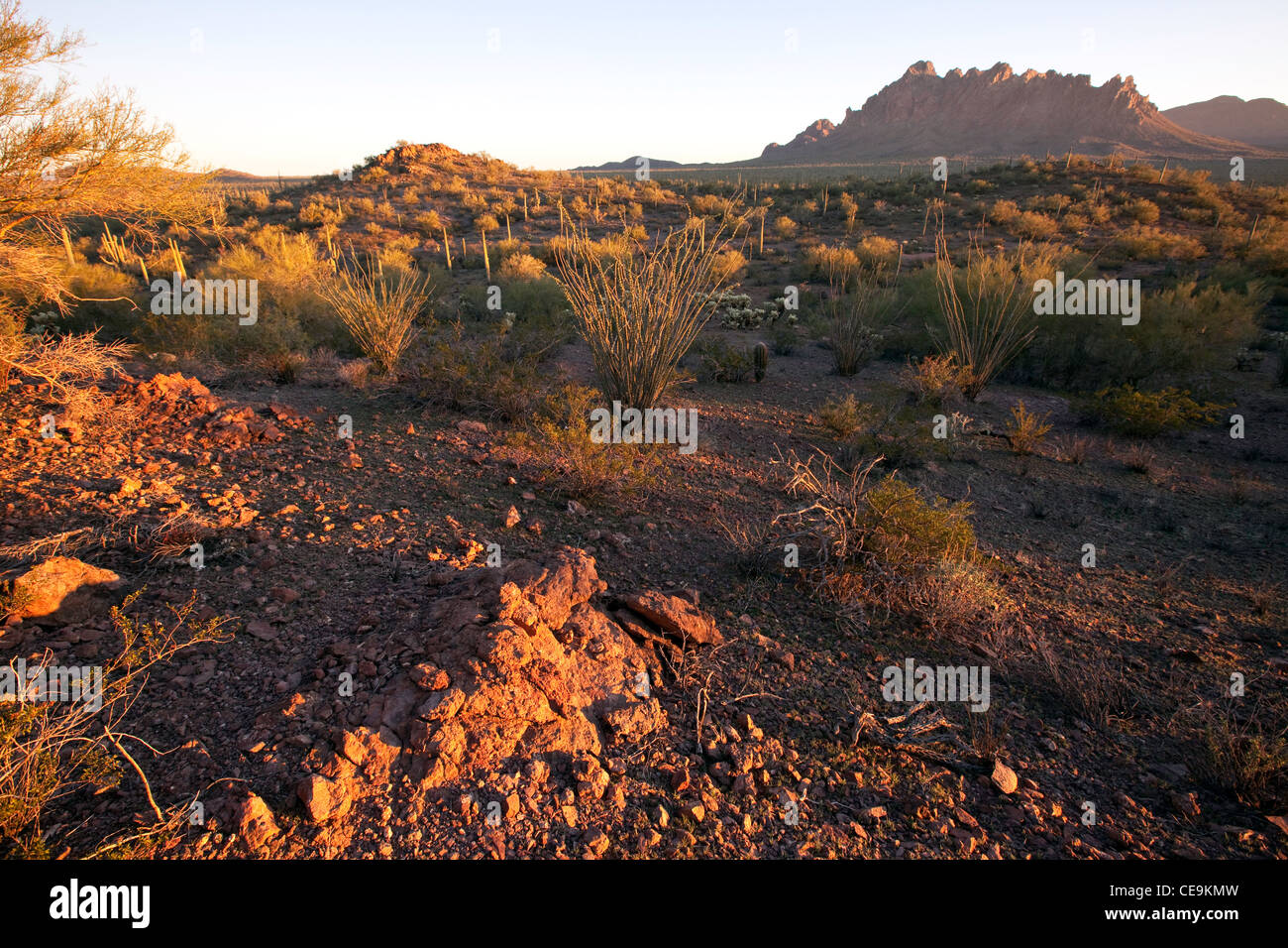 Ironwood National Monument, Ragged Top Mountain in the distance, Arizona Stock Photo