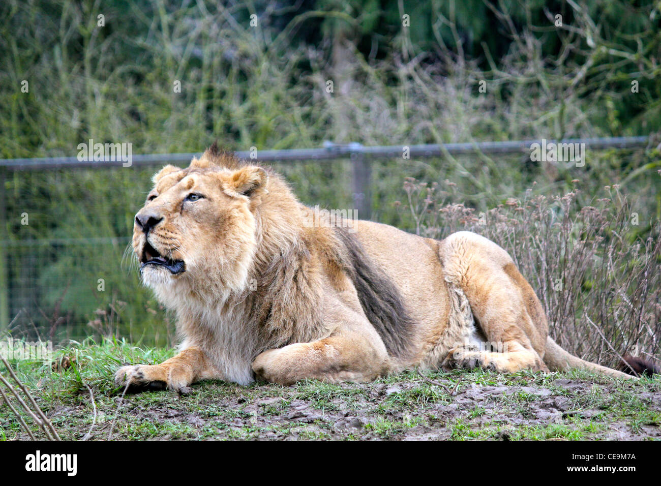 Zoo lion hi-res stock photography and images - Alamy