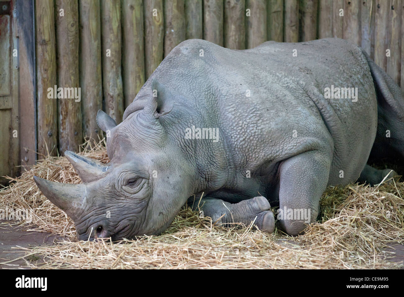 a hippopotamus rests in it's enclosure at a zoo Stock Photo
