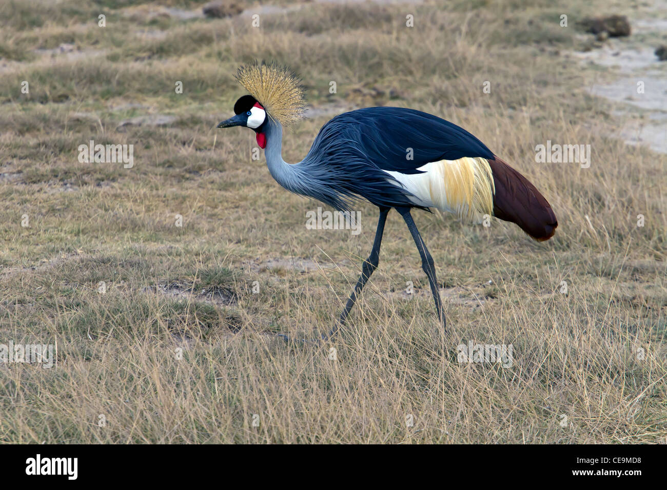 crane walking Stock Photo Alamy