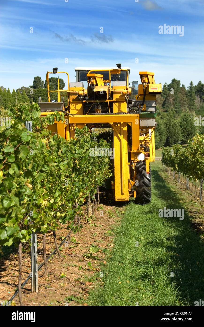 Harvesting Grapes in a vineyard near Sutton Forest, on the Southern Highlands of New South Wales, Australia Stock Photo