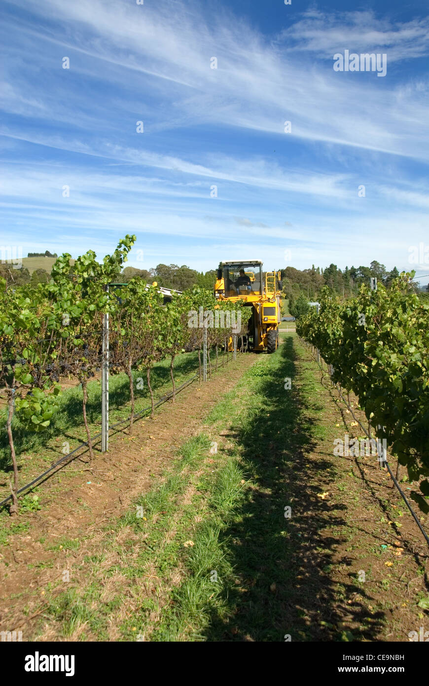 Harvesting grapes in a vineyard near Sutton Forest, New South Wales, Australia Stock Photo