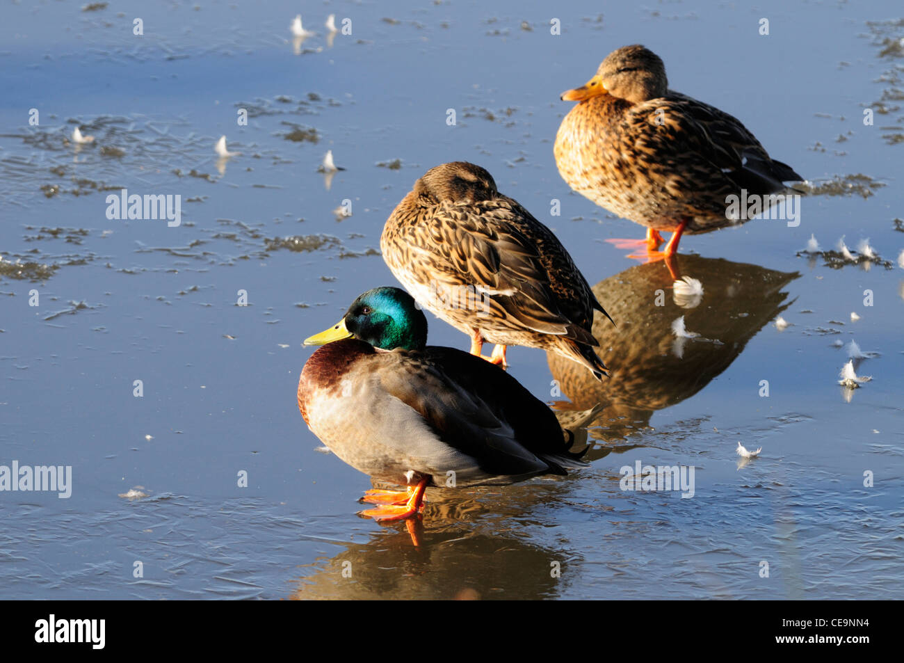 Mallards Anas platyrhynchos, Welney WWT, Norfolk, England, UK Stock Photo