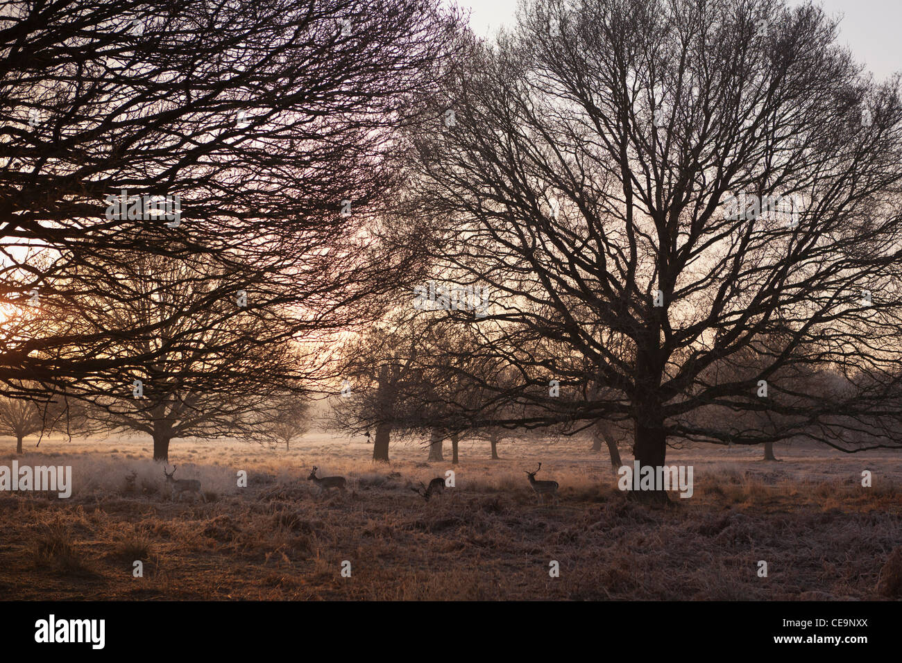 Deers in Richmond Park on a frosty winter morning,London,UK Stock Photo