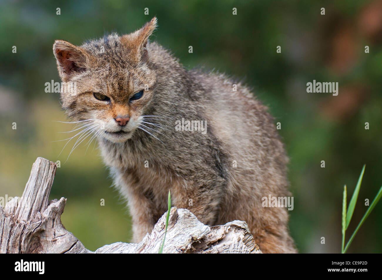 Scottish wildcats (Felis silvestris grampia) Stock Photo