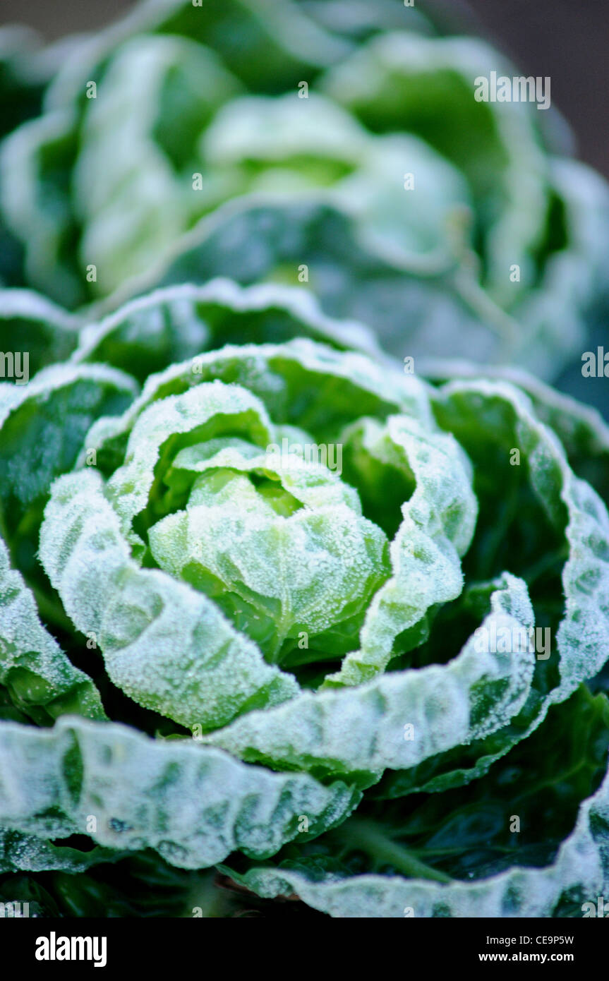 the top of a brussel sprout plant affected by the early morning frost Stock Photo