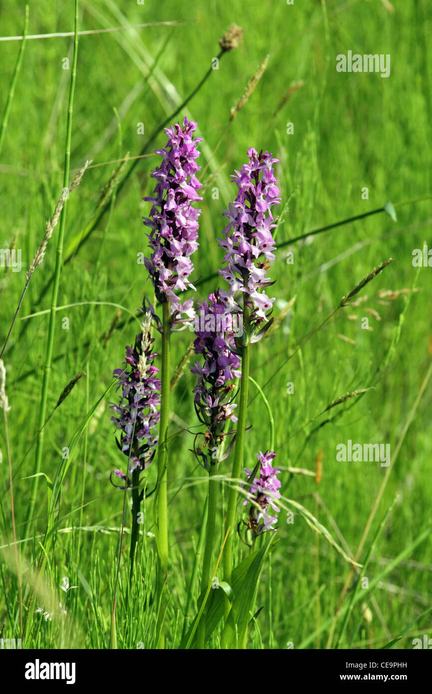 Southern Marsh Orchid (Dactylorhiza praetermissa Stock Photo Alamy