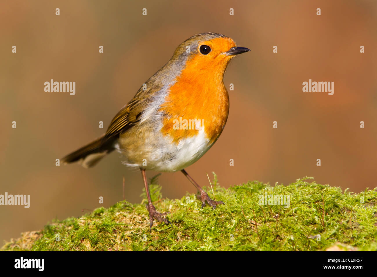 Robin perched on a moss covered log.. Stock Photo
