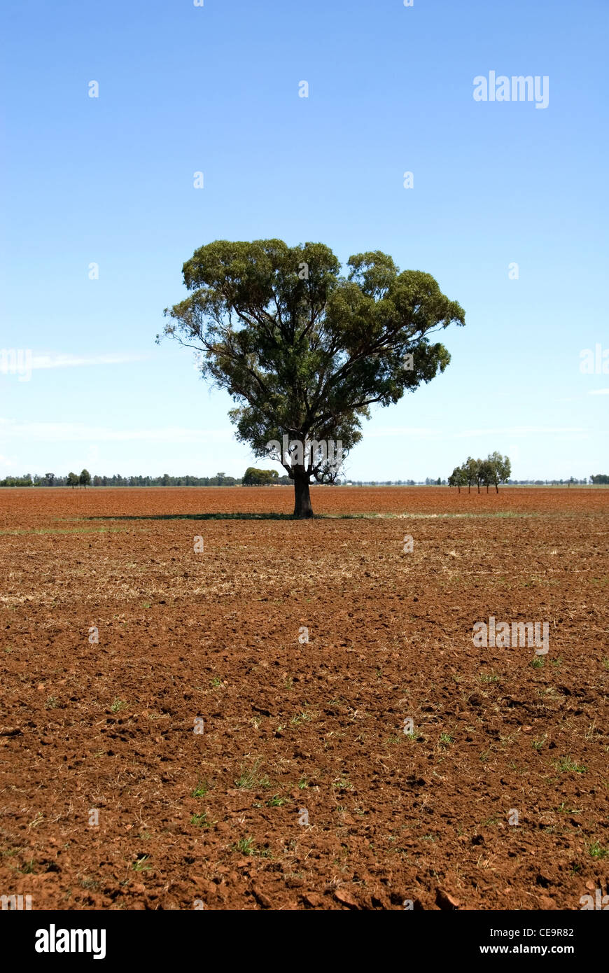A lone tree in a ploughed paddock in Southern New South Wales, Australia Stock Photo