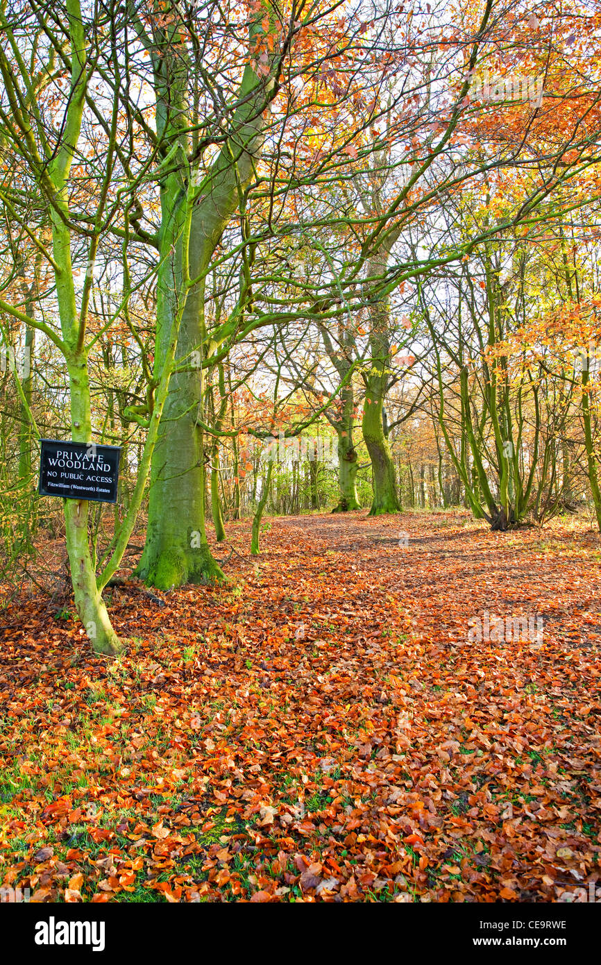 Private woodland on the Wentworth estate Wentworth South Yorkshire UK
