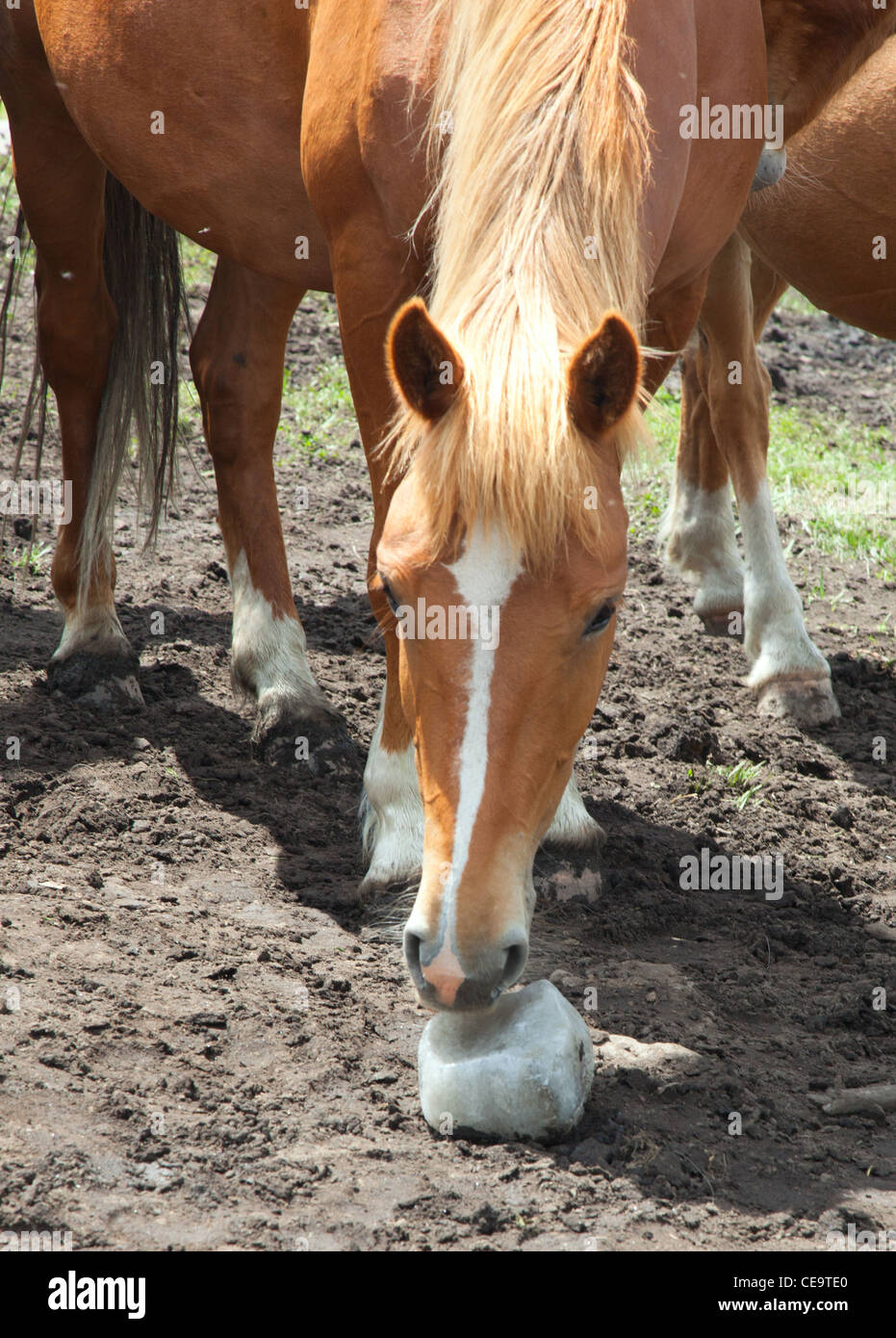 Horse lick hi-res stock photography and images - Alamy