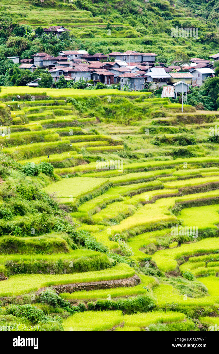 maligcong rice terraces in philippines. Stock Photo