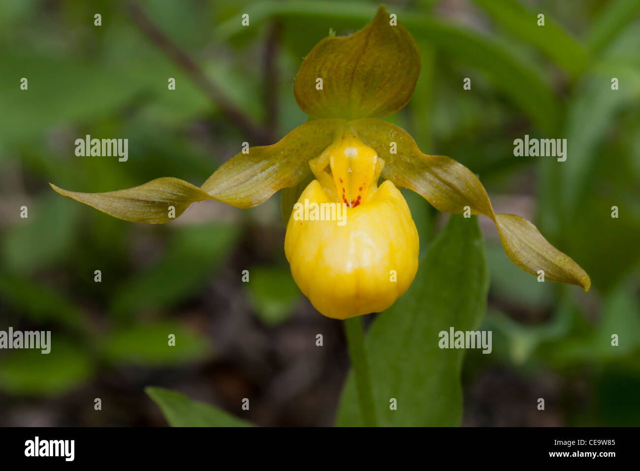 Yellow Lady's Slipper in Bow Valley Provincial Park, Alberta Stock Photo