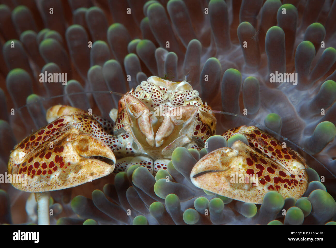 A spotted Porcelain Carb in its Anemone from Bunaken Island, Bunaken Marine Park Indonesia Stock Photo