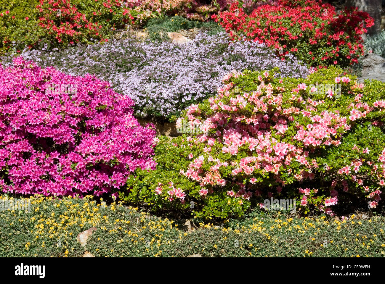 Flowering Azaleas and other rock garden creepers and plants Stock Photo ...
