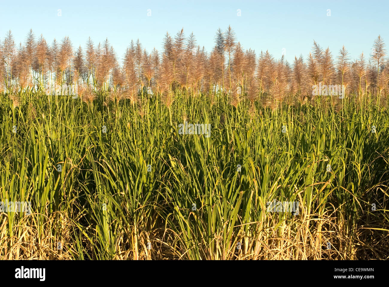 Sugarcane growing in near Tweed Heads, in Northern New South Wales, Australia Stock Photo