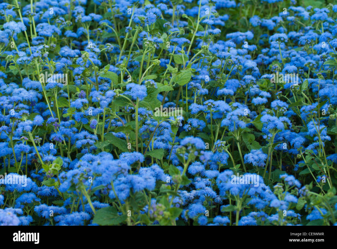 English garden winnipeg manitoba hires stock photography and images