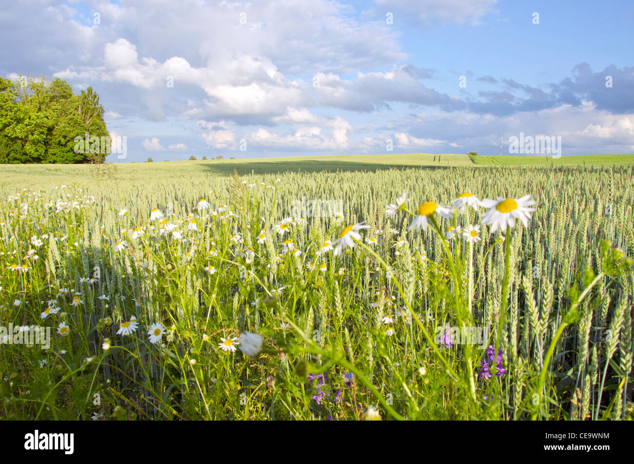 Agricultural field planted with wheat rye grains harvest. Daisy. Stock Photo