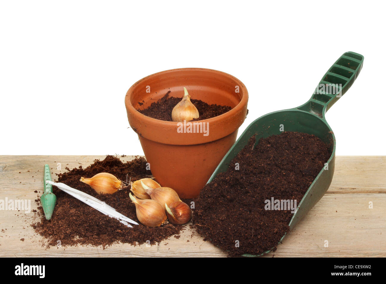 Plant bulbs hires stock photography and images Alamy