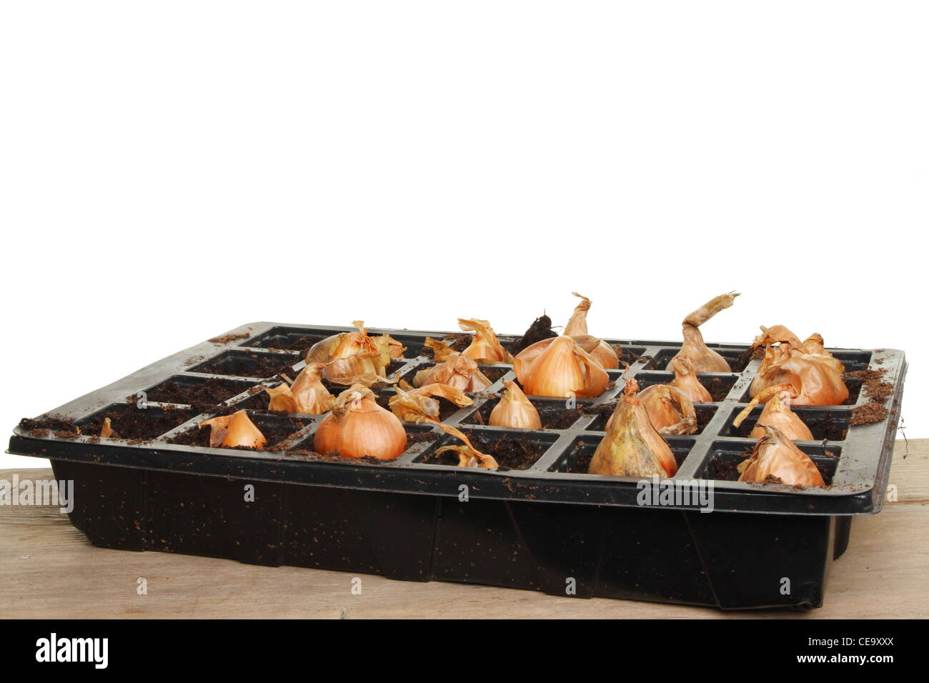 Onion sets growing in a seed tray on a potting bench against a white background Stock Photo Alamy