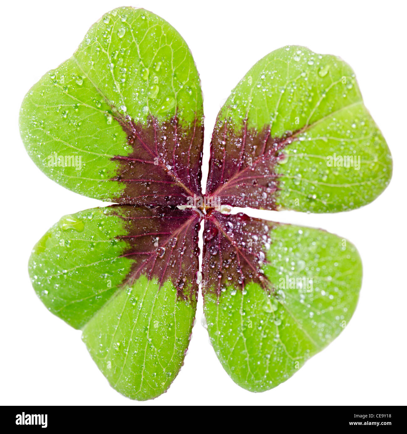 a four-leaved cloverleaf isolates before white background Stock Photo