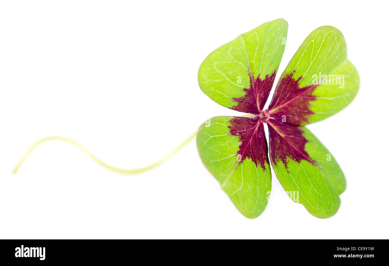 a fourleaved cloverleaf isolates before white background Stock Photo