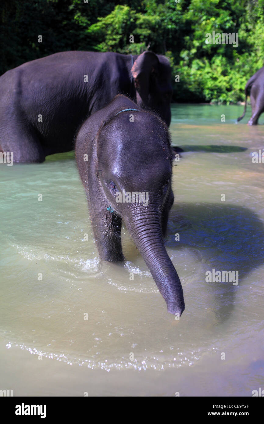 Elephants bathing in Batang Serangan River in Gunung Leuser. Tangkahan, North Sumatra, Indonesia, Southeast Asia, Asia Stock Photo
