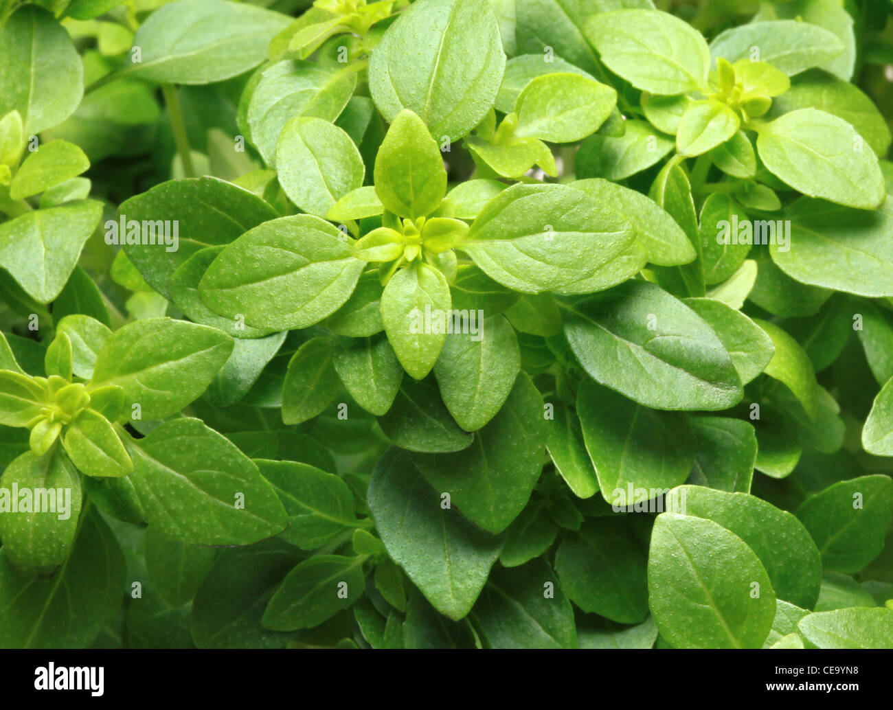 Basil Plant Stock Photo