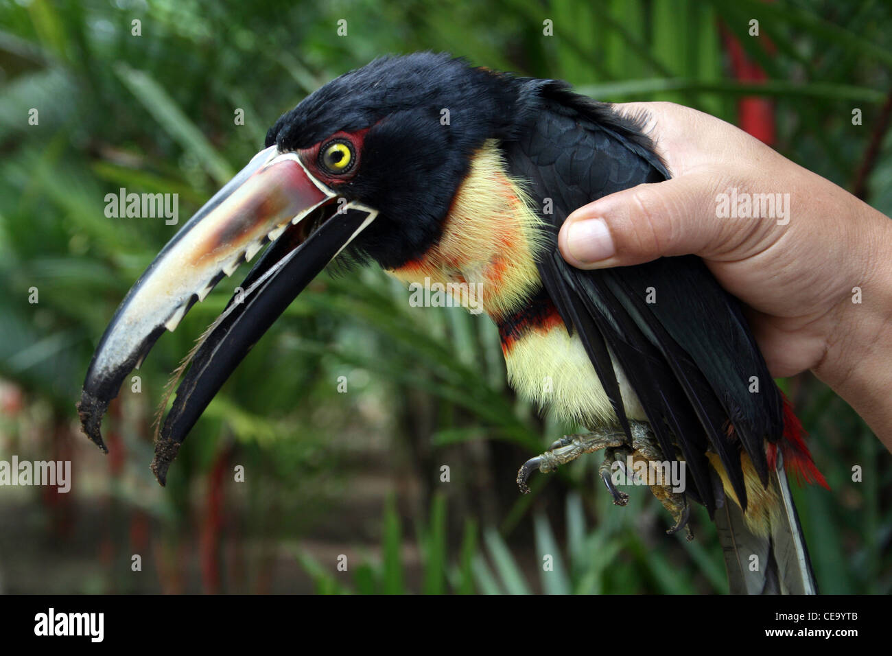 Collared Aracari Pteroglossus torquatus Handled Whilst Temporarily Stunned After Accidentally Flying Into Lodge Door Stock Photo